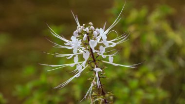 Orthosiphon aristatus veya kedi bıyığı, Lamiaceae Labiata familyasından bir bitki türü. Bu bitki Endonezya 'nın birçok faydası olan doğal ilaç bitkilerinden biridir..