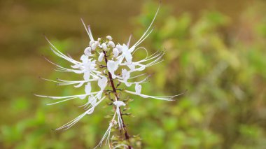 Orthosiphon aristatus veya kedi bıyığı, Lamiaceae Labiata familyasından bir bitki türü. Bu bitki Endonezya 'nın birçok faydası olan doğal ilaç bitkilerinden biridir..