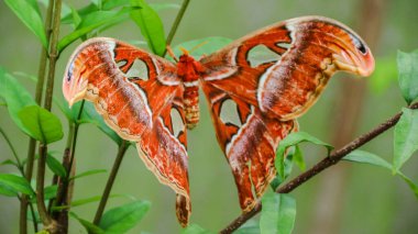 Fil kelebeği, genellikle Atlas güvesi olarak bilinen Endonezya Takımadalarında bulunan ve tropikal ve subtropikal Güneydoğu Asya 'da yaygın olarak görülen bir tür büyük gövdeli kelebek türüdür..