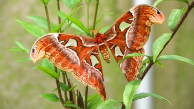 Fil kelebeği, genellikle Atlas güvesi olarak bilinen Endonezya Takımadalarında bulunan ve tropikal ve subtropikal Güneydoğu Asya 'da yaygın olarak görülen bir tür büyük gövdeli kelebek türüdür..