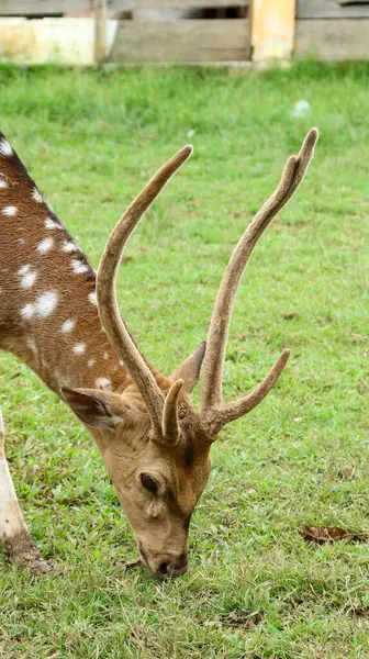 Güneşli bir günde, bir hayvan barınağındaki çayırda kuru samanlarda otlayan genç geyik.