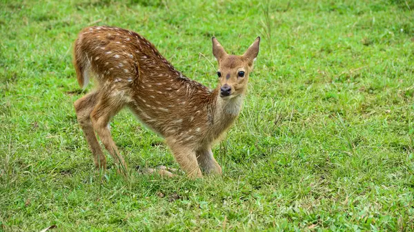 Güneşli bir günde, bir hayvan barınağındaki çayırda kuru samanlarda otlayan genç geyik.