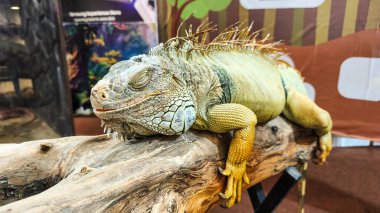 Yeşil iguana (İngilizce: 
