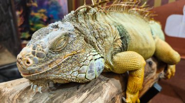 Yeşil iguana (İngilizce: 