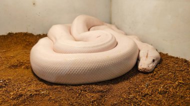 Sarı ve beyaz Birman pitonu (Python Bivittatus) çok güzeldir. Teraryumdaki kahverengi bir yatağın üzerinde duran sarmalanmış beyaz bir albino pitonun yakın çekimi..