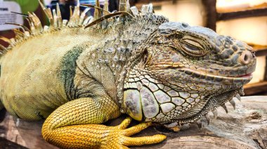 Yeşil iguana (İngilizce: 