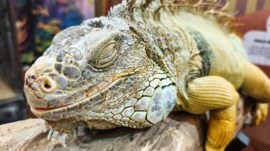 Yeşil iguana (İngilizce: 