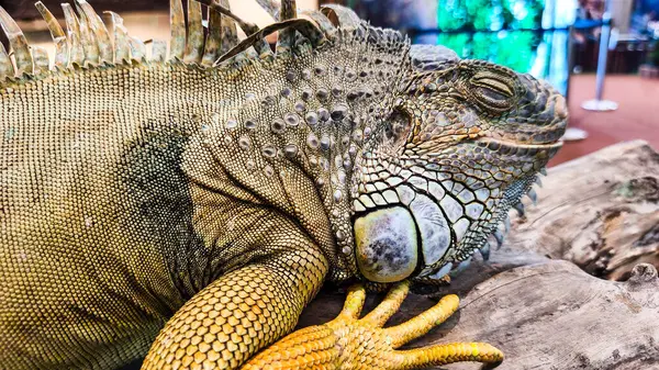 Yeşil iguana (İngilizce: 