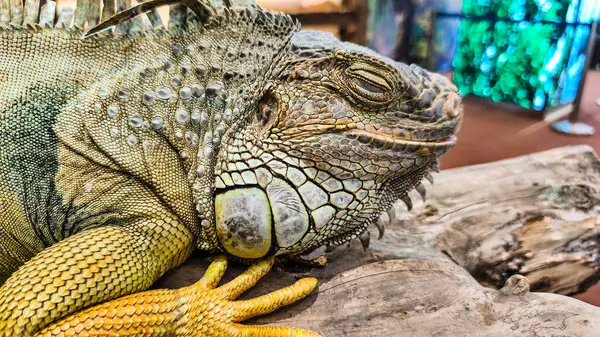 Yeşil iguana (İngilizce: 