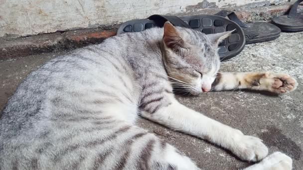 Gato Cinzento Adormeceu Nos Chinelos Porque Ele Estava Cheio — Vídeo de Stock