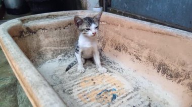 Pis bir küvette uyuyan bir kedi.