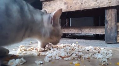 Mutfakta pilav ve balık yiyen gri bir kedi.