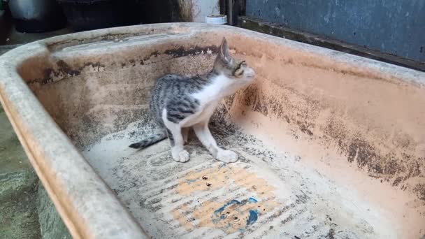 Γάτα Είναι Σκαρφαλωμένη Και Κοιτάζει Γύρω Από Την Μπανιέρα — Αρχείο Βίντεο