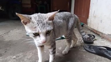 Gri kedi dönmeden önce etrafa şöyle bir göz attı.