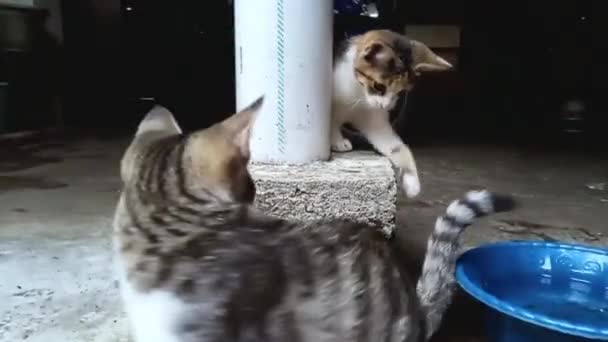 Две Игривые Кошки Веселятся — стоковое видео