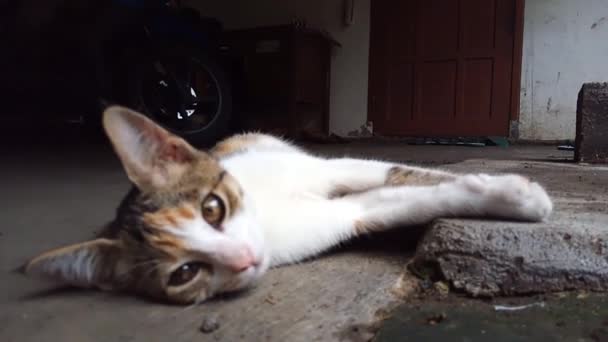 Lazy Cat Ground — Stock Video