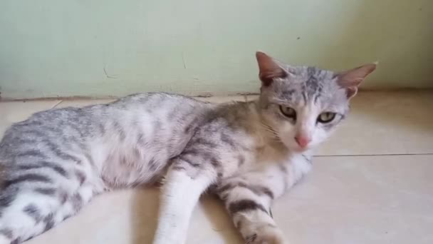 Tembel Kedi Yerde Yatıyor — Stok video