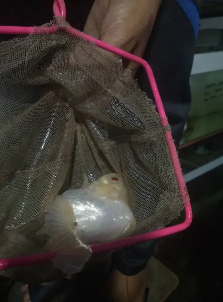 Ağa yakalanan ve bir insan tarafından tutulan bir balık..