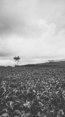 Portrait, beautiful view of the Kabawetan tea garden in Kepahiang, Bengkulu, Indonesia. Monochrome, black and white clipart