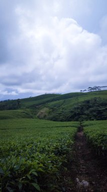 Kepahiang çay bahçesi, Bengkulu, Endonezya, portrede harika görünüyor..