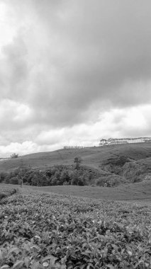 Klasik, gri. Kepahiang Çay Bahçesinin Portresi, Bengkulu, Endonezya.