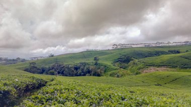 Tea plantation in Kepahiang, Bengkulu Province, Indonesia. clipart