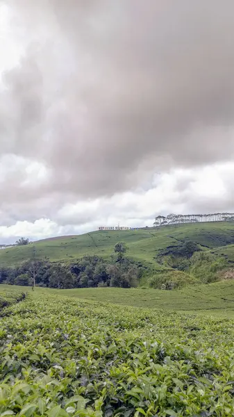 Kepahiang Çay Bahçesinin Portresi, Bengkulu, Endonezya.