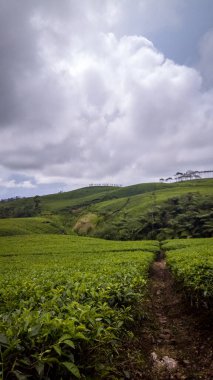 Endonezya, Bengkulu 'daki Kepahiang çay bahçesi bir portrede harika görünüyor..