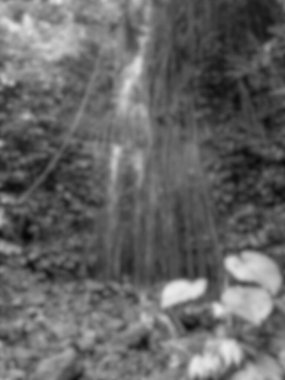 Kepahiang Regency, Bengkulu, Endonezya 'daki Batu Ampar köyündeki küçük bir şelalenin doğal güzelliği. Siyah beyaz bir portre, bulanık.