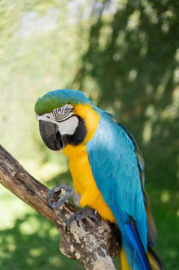  Mavi-sarı papağan yakın plan Ara ararauna, egzotik kuş.. 