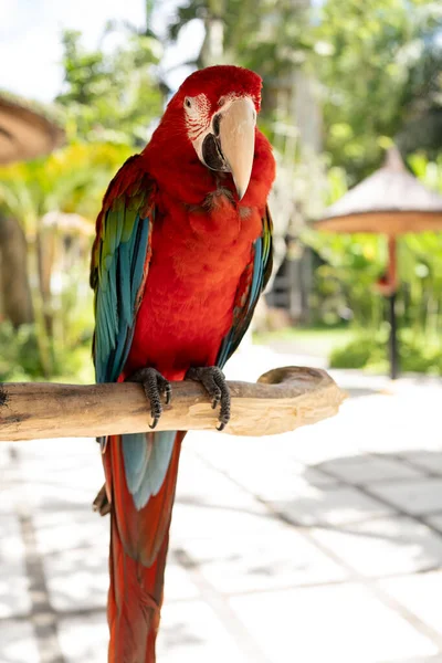 Porträtt Färgglada Scarlet Macaw Papegoja Indonesien Zoo — Stockfoto