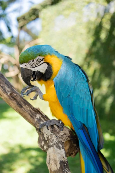 Mavi Sarı Papağan Yakın Plan Ara Ararauna Egzotik Kuş — Stok fotoğraf