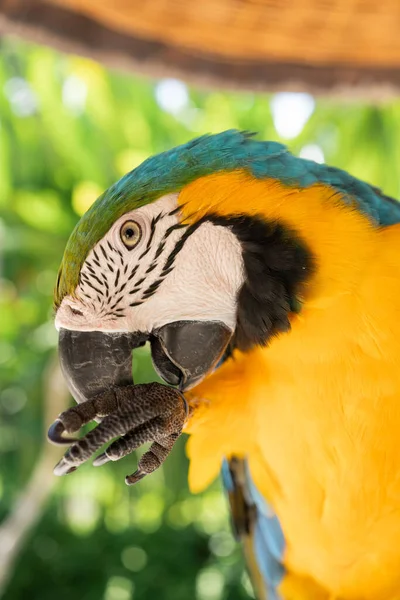 Ara Ararauna Ein Exotischer Vogel — Stockfoto