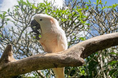 Bali Hayvanat Bahçesi portresindeki Pembe Cacatua kuşu. 