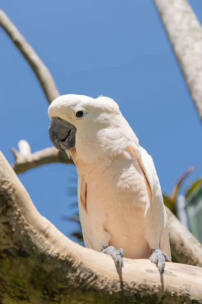 Pájaro Cacatua Rosa Retrato Del Zoológico Bali — Foto de Stock