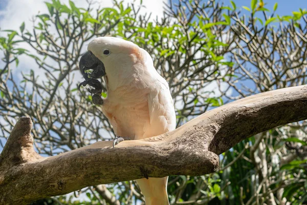 Рожевий Кокосовий Птах Портреті Балійського Зоопарку — стокове фото