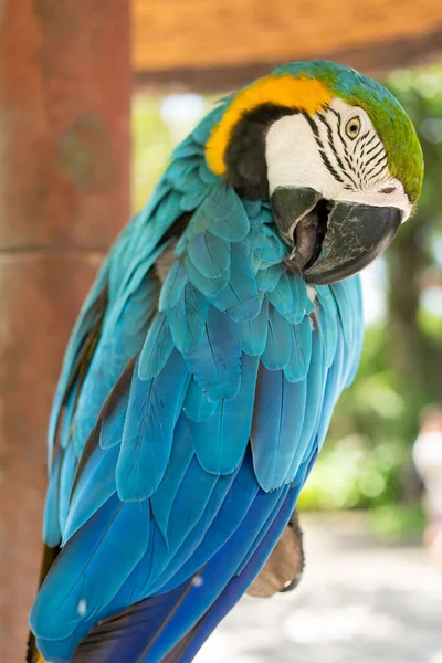 Beautiful Macaw yellow and blue parrot.