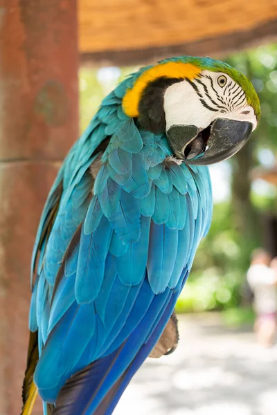 Beautiful Macaw yellow and blue parrot.
