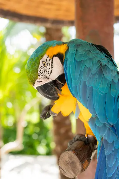 Beautiful Macaw Yellow Blue Parrot — Stock Photo, Image