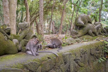maymun kutsal maymun ormanlarında Ubud, Bali, Endonezya. 