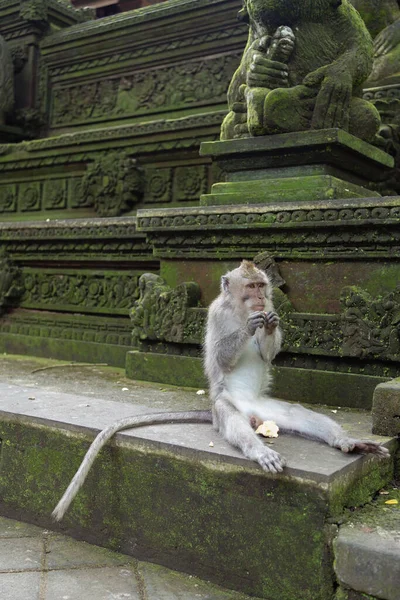 Opice Posvátném Opičím Lese Ubud Bali Indonésie — Stock fotografie