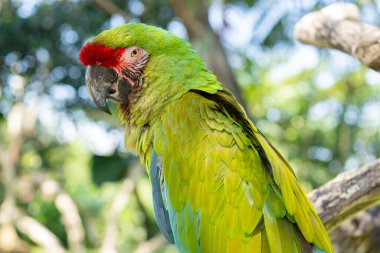 Yeşil papağan Büyük Yeşil Macaw, Ara ambigua. Vahşi nadir bir kuş, Bali parkında bir dalda oturuyor.
