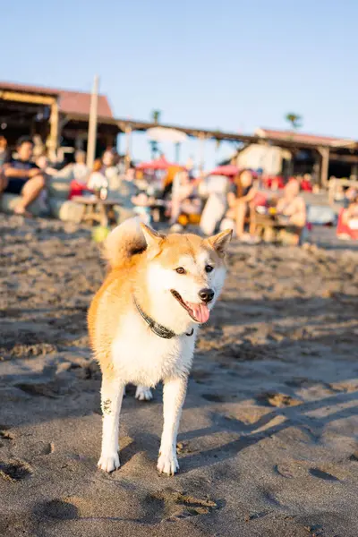 巴厘岛海滩上的狗的画像 — 图库照片