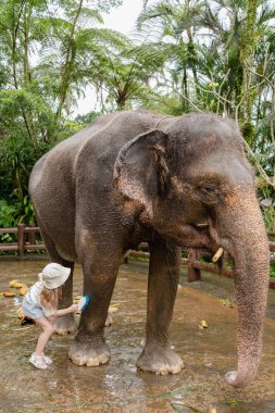 Çocuk kız Endonezya, Bali 'de bir fili yıkıyor ve temizliyor.