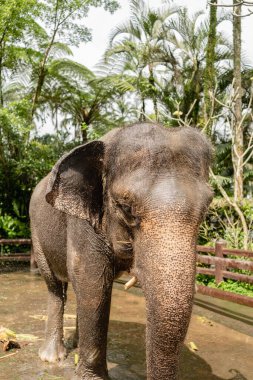 Bali Sığınak Parkı 'ndaki filler