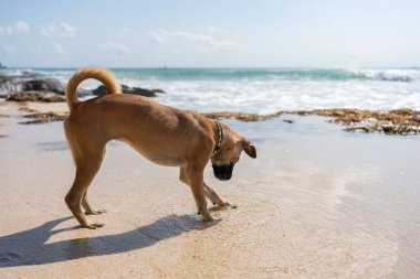 Denizde koşan mutlu köpek. Aktif bir yürüyüşe çıkmış bir hayvan..