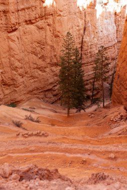 Güneşli bir günde Bryce Canyon Ulusal Parkı 'nda Hoodoo kayaları, güzel kaya oluşumları, güzel doğal manzara.