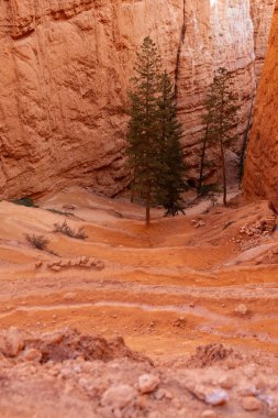 Güneşli bir günde Bryce Canyon Ulusal Parkı 'nda Hoodoo kayaları, güzel kaya oluşumları, güzel doğal manzara.