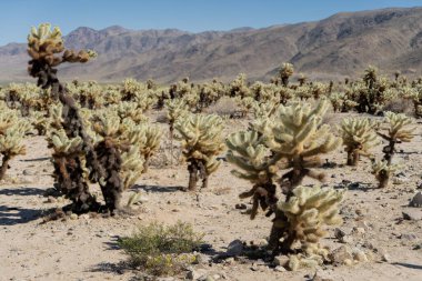Joshua Tree Ulusal Parkı 'ndaki Cholla Kaktüs Bahçesi.
