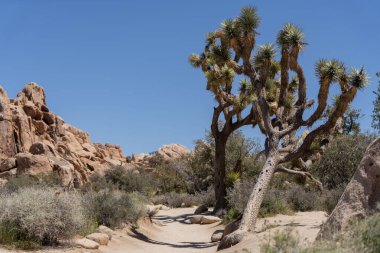Joshua Trees Çölde, Joshua Tree Ulusal Parkı, ABD, Kaliforniya